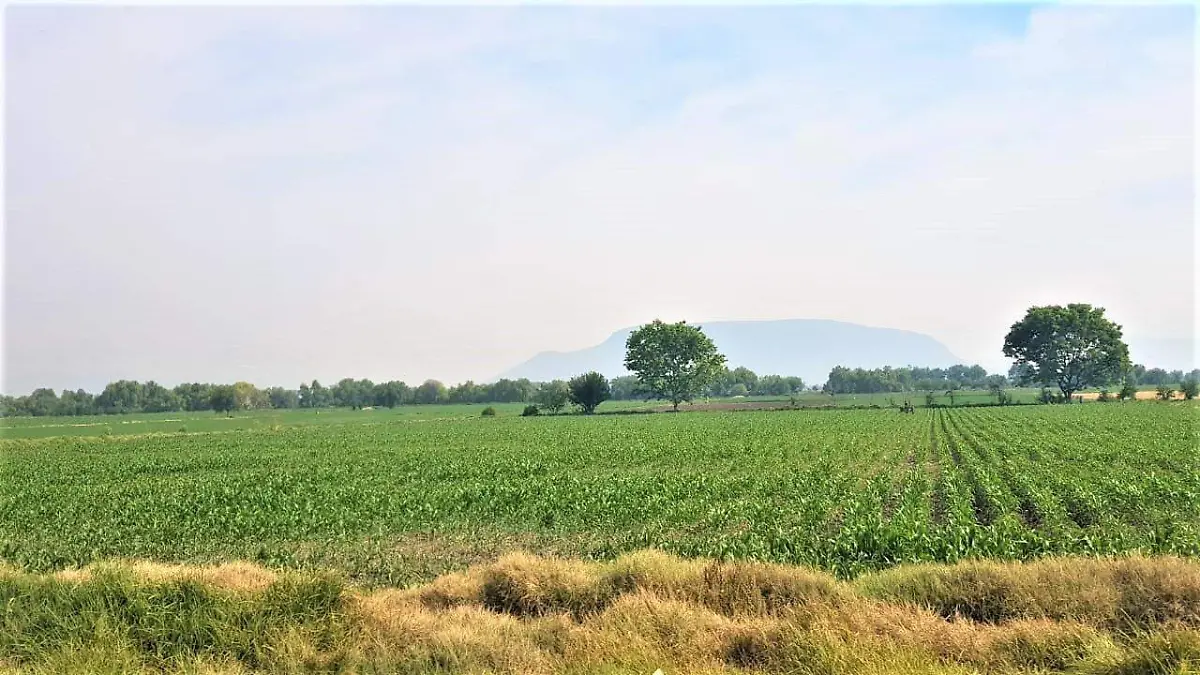 AGRICULTURA LOCAL  8 OCTUBRE 2019 2